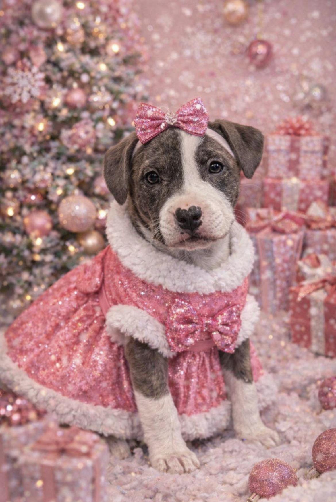 Enlarge Buzz, an adoptable mixed breed in Spring hill, TN image 1/3