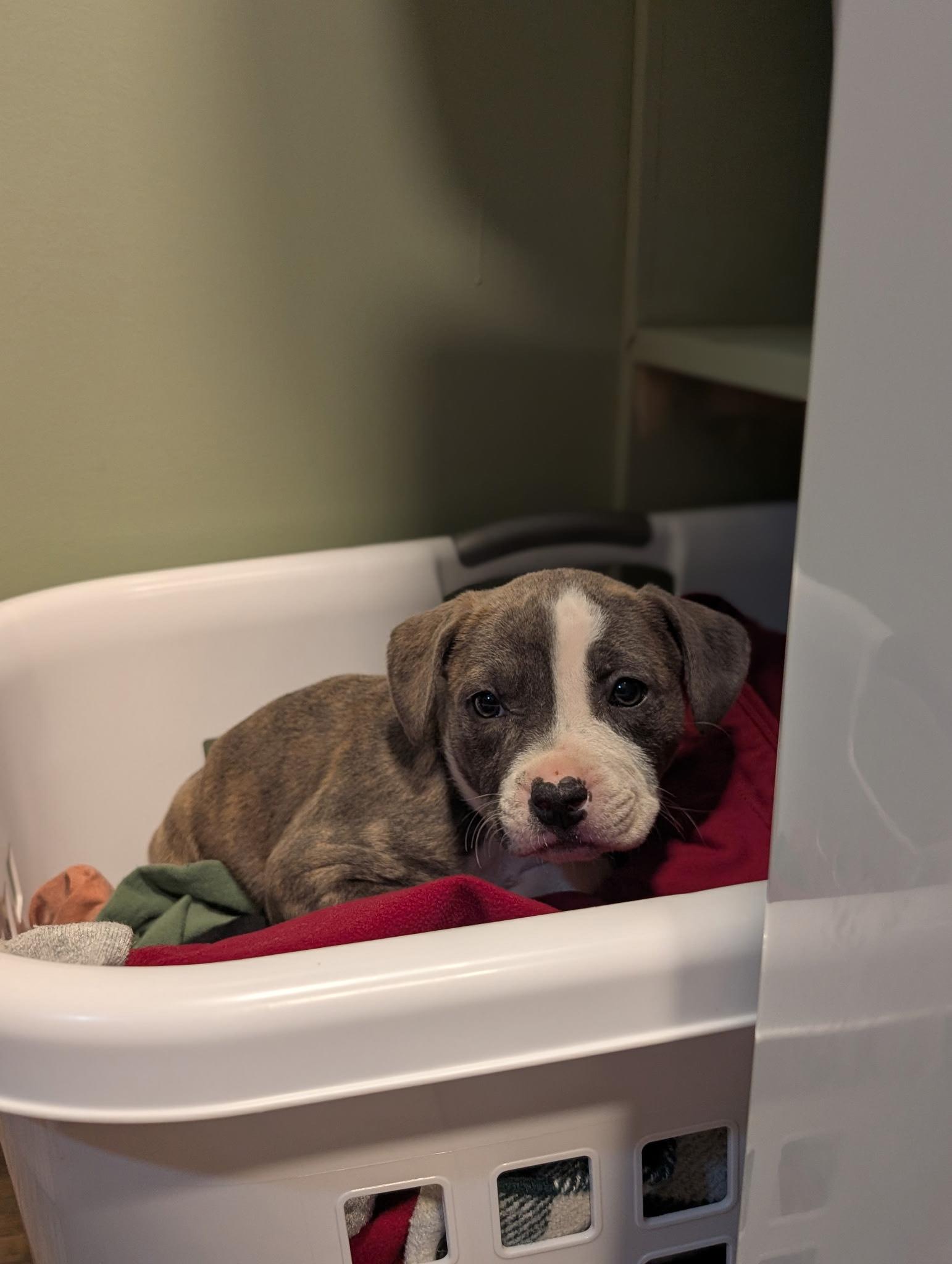 Enlarge Buzz, an adoptable mixed breed in Spring hill, TN image 3/3