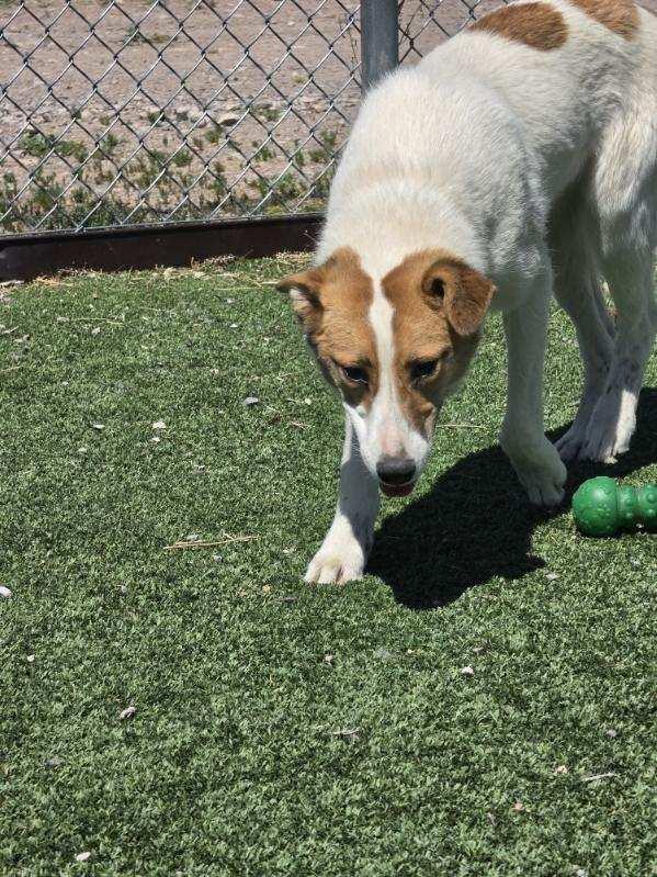 Hattie, ADOPTABLE, Young Female Mixed Breed.