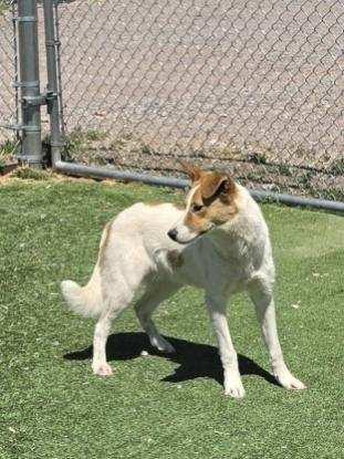 Enlarge Hattie, a ADOPTABLE Mixed Breed in Truth or Consequences , NM image 2/4