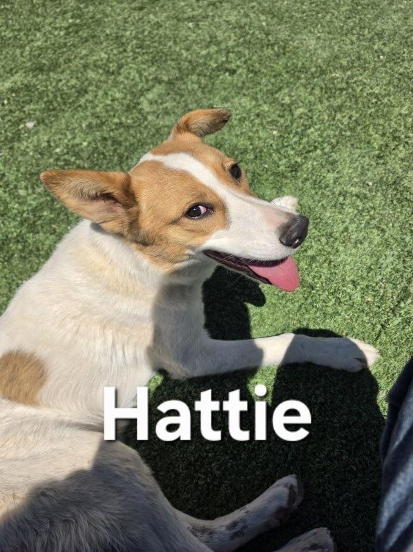 Enlarge Hattie, a ADOPTABLE Mixed Breed in Truth or Consequences , NM image 3/4