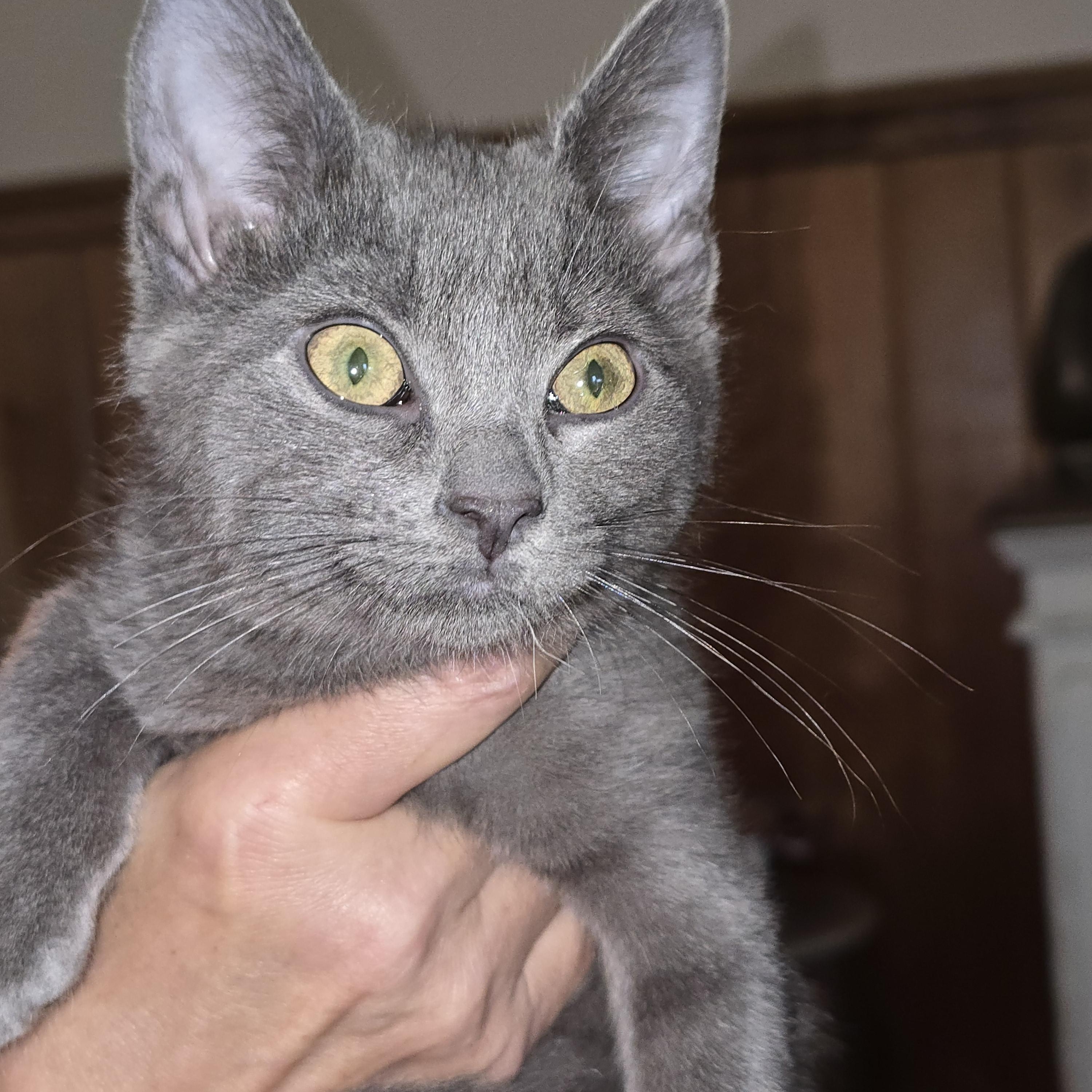 Jasmine, Adopted, Kitten Female Domestic Short Hair.