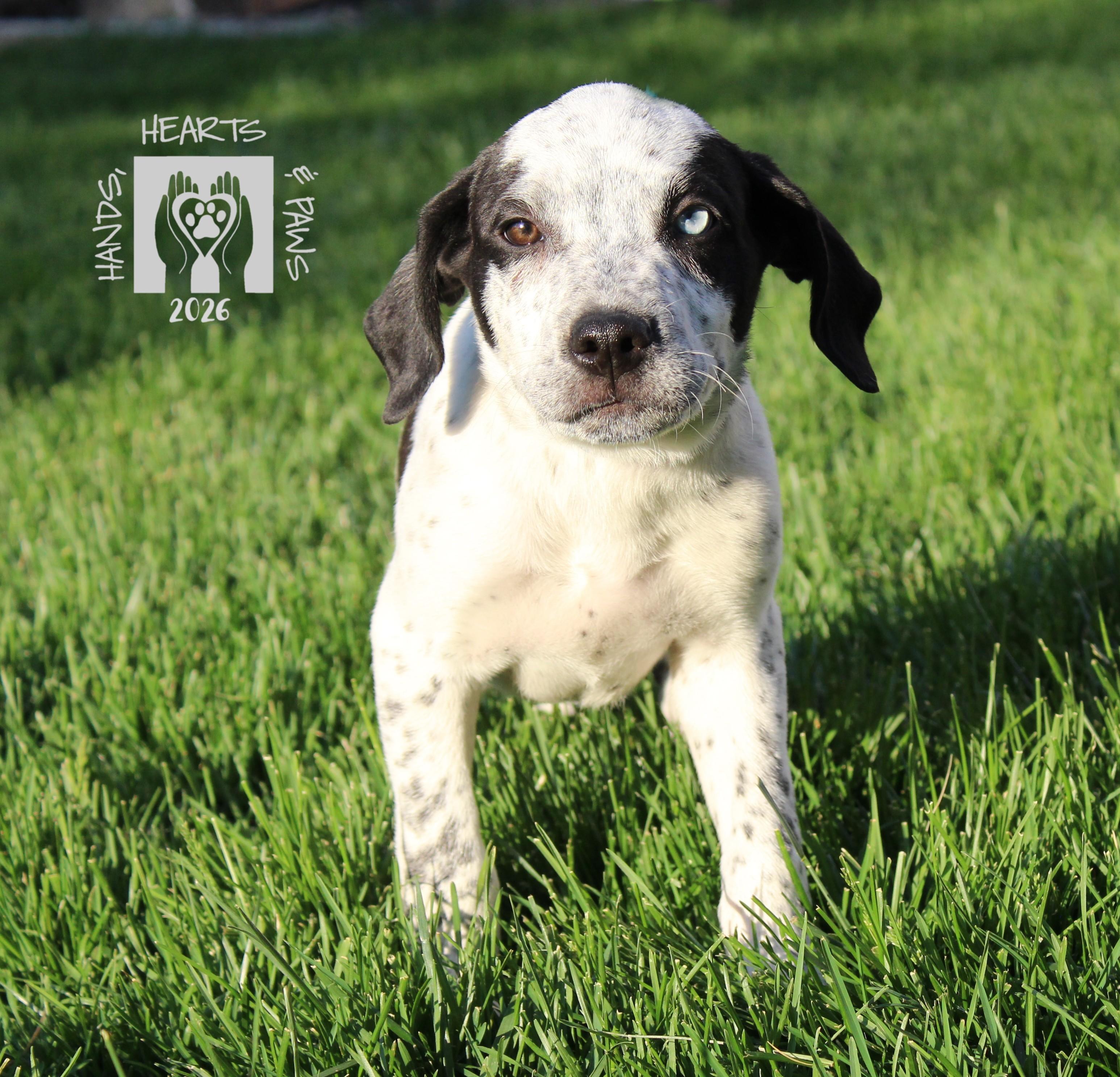 Country Roads, Adoptable, Puppy Male Australian Cattle Dog / Blue Heeler.