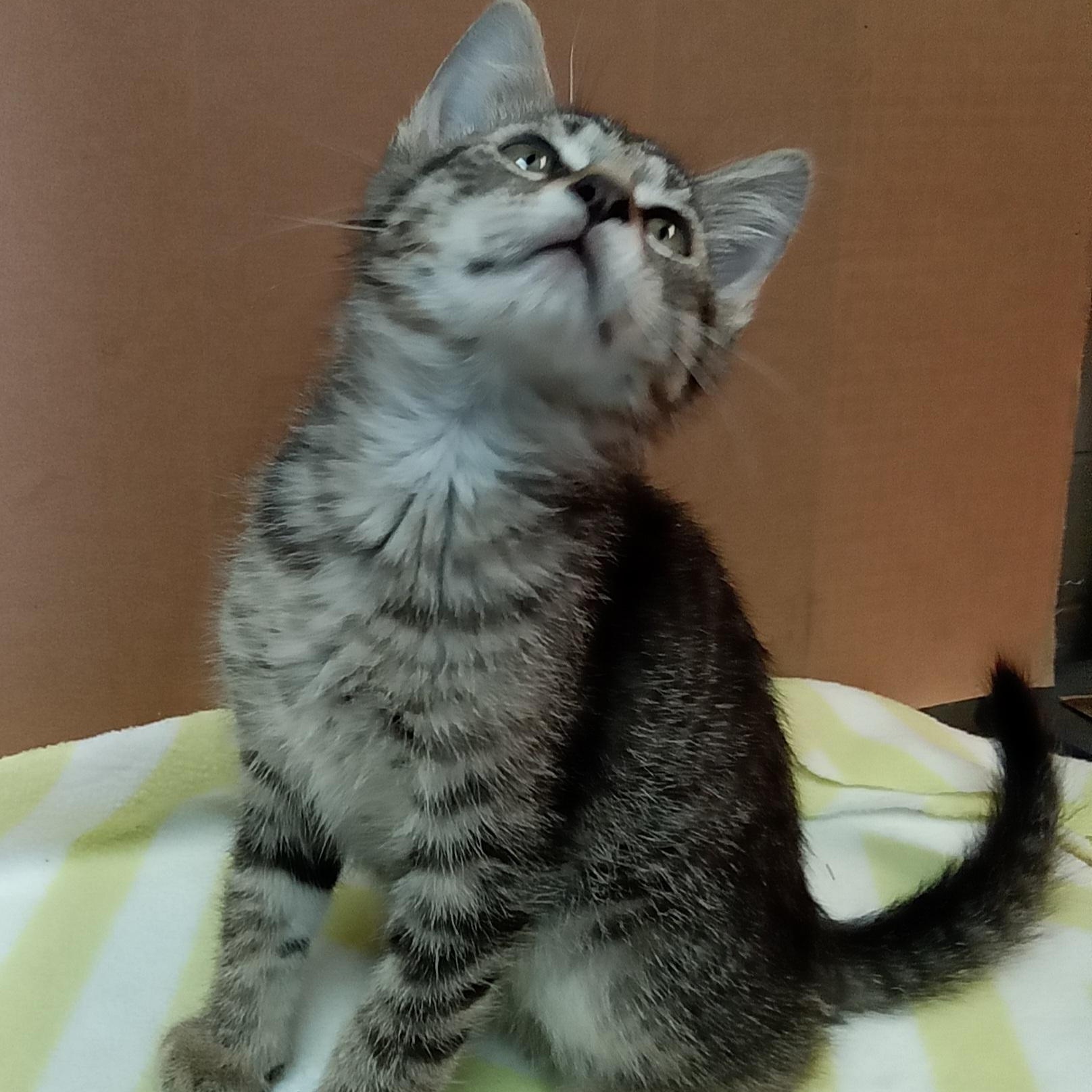 Enlarge Ezra, a Adoptable Domestic Short Hair in Avon, NY image 1/1