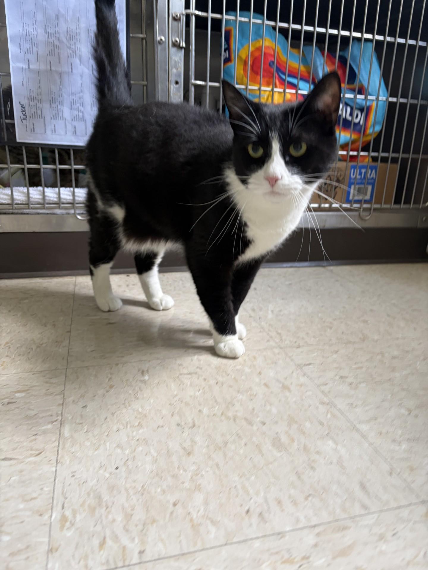 Panda, ADOPTABLE, Young Female Domestic Short Hair.