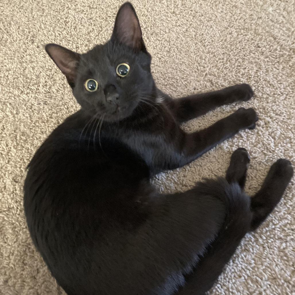 Squirt, a Adoptable Domestic Short Hair in Milbank, SD image 3/6