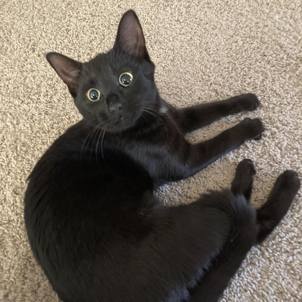 Squirt, a Adoptable Domestic Short Hair in Milbank, SD image 4/6