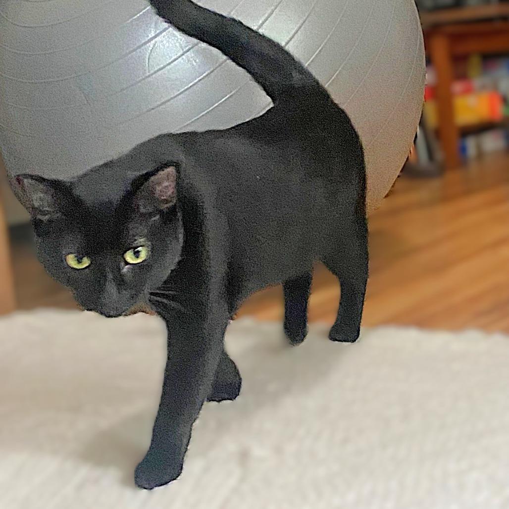 Squirt, a Adoptable Domestic Short Hair in Milbank, SD image 5/6