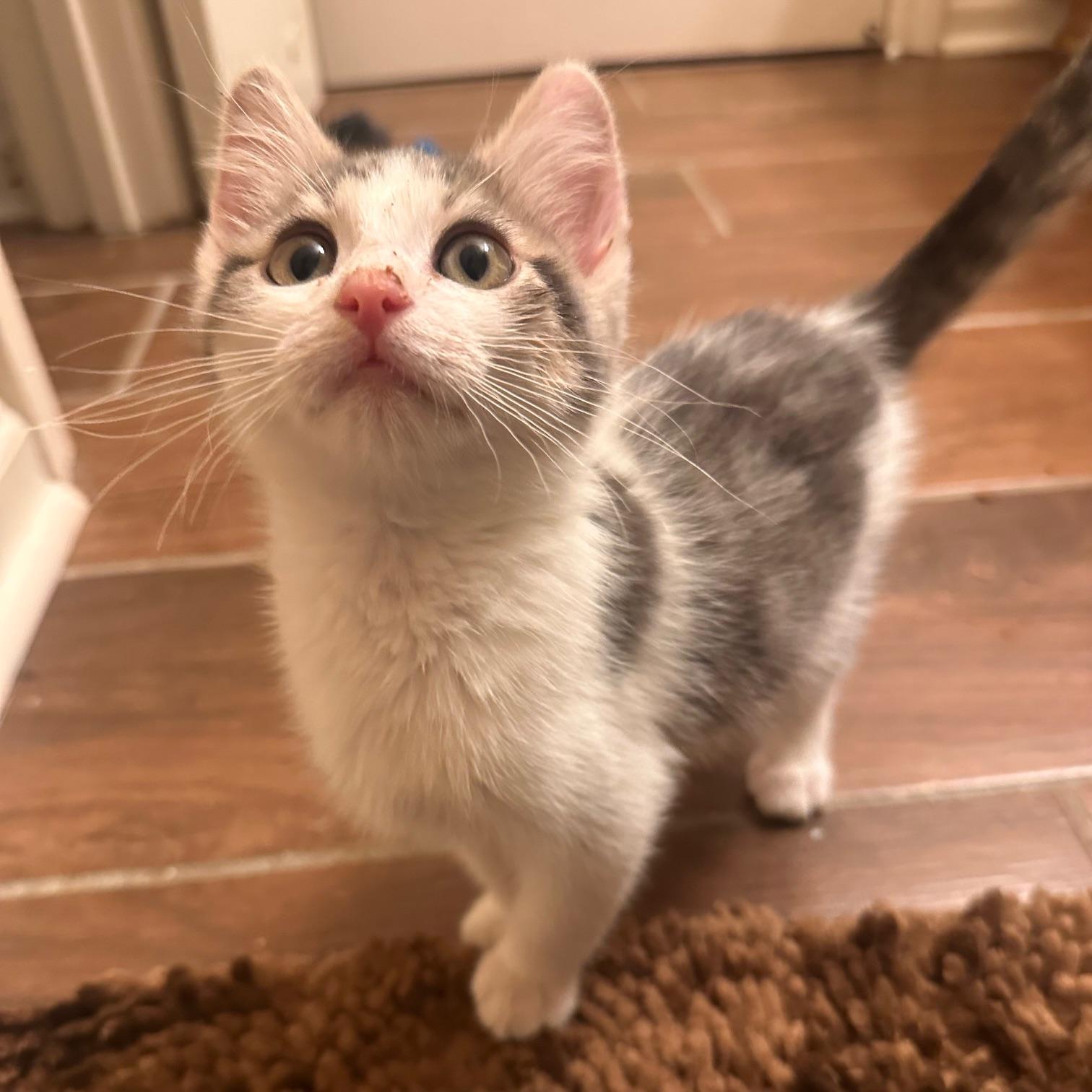 Enlarge Noah, a ADOPTABLE Domestic Short Hair in Lexington, KY image 2/4