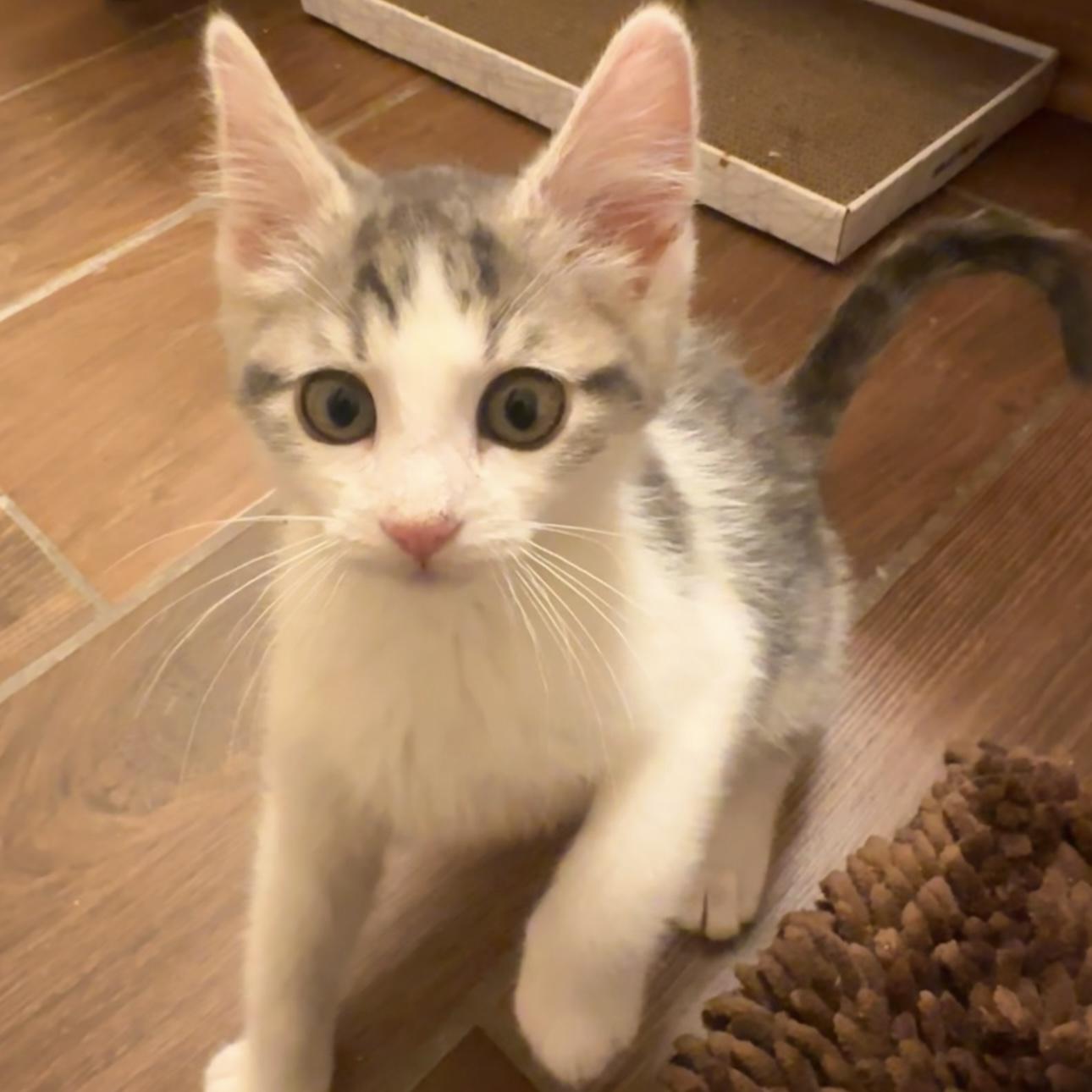 Enlarge Noah, a ADOPTABLE Domestic Short Hair in Lexington, KY image 1/4