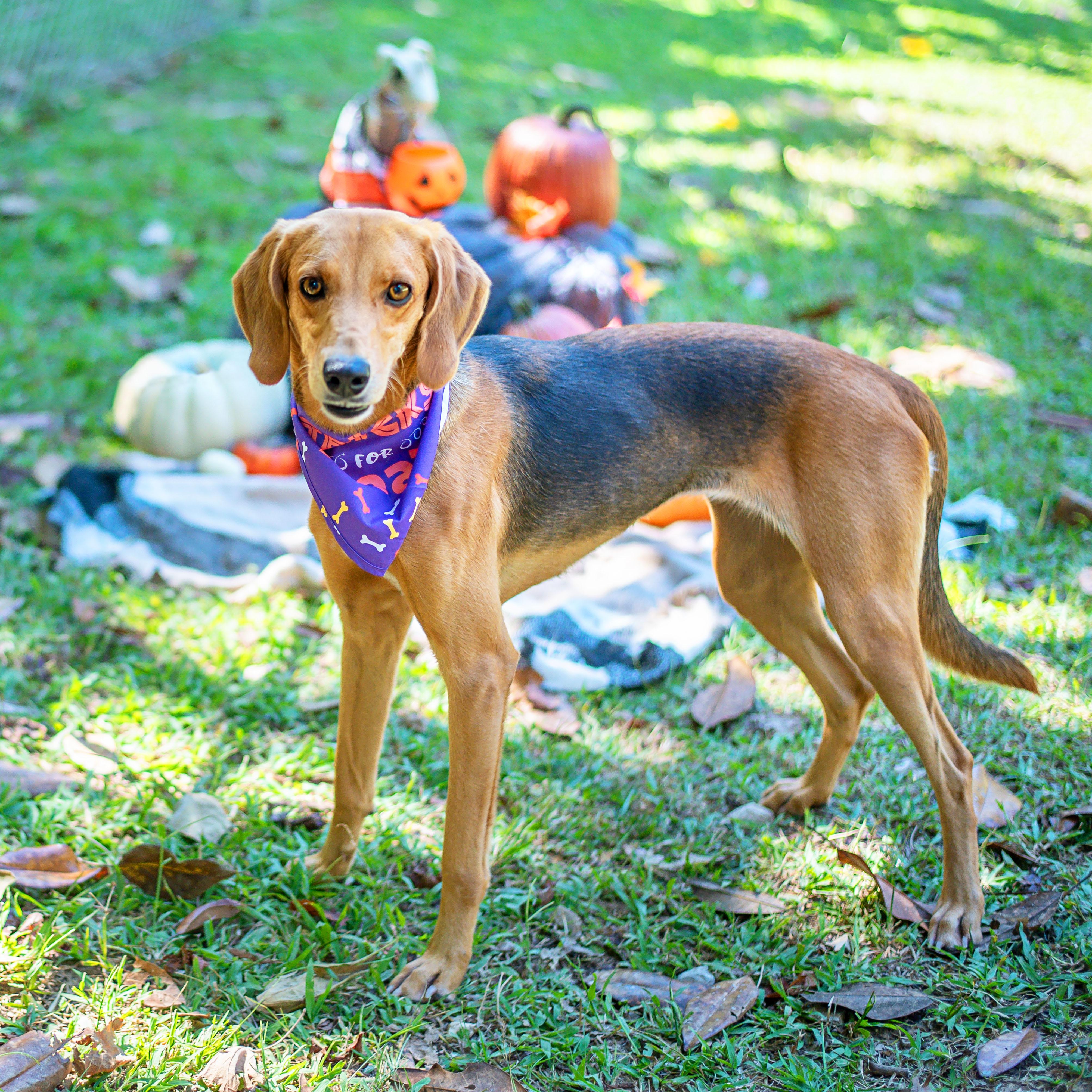 Tawny, Adoptable, Adult Female Hound.