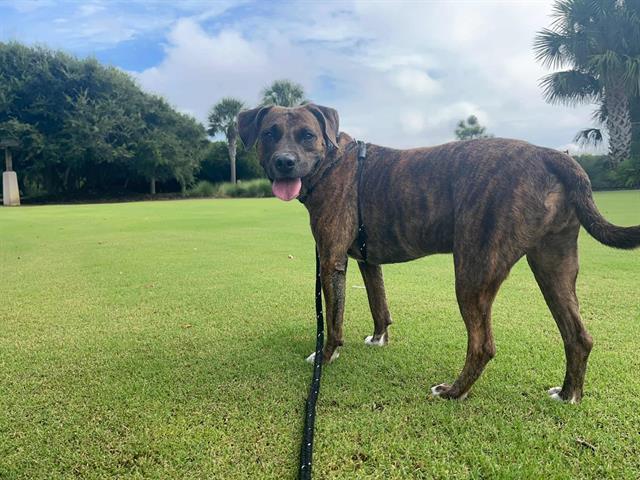 Enlarge GASTON, a Adoptable mixed breed in Brunswick, GA image 1/1