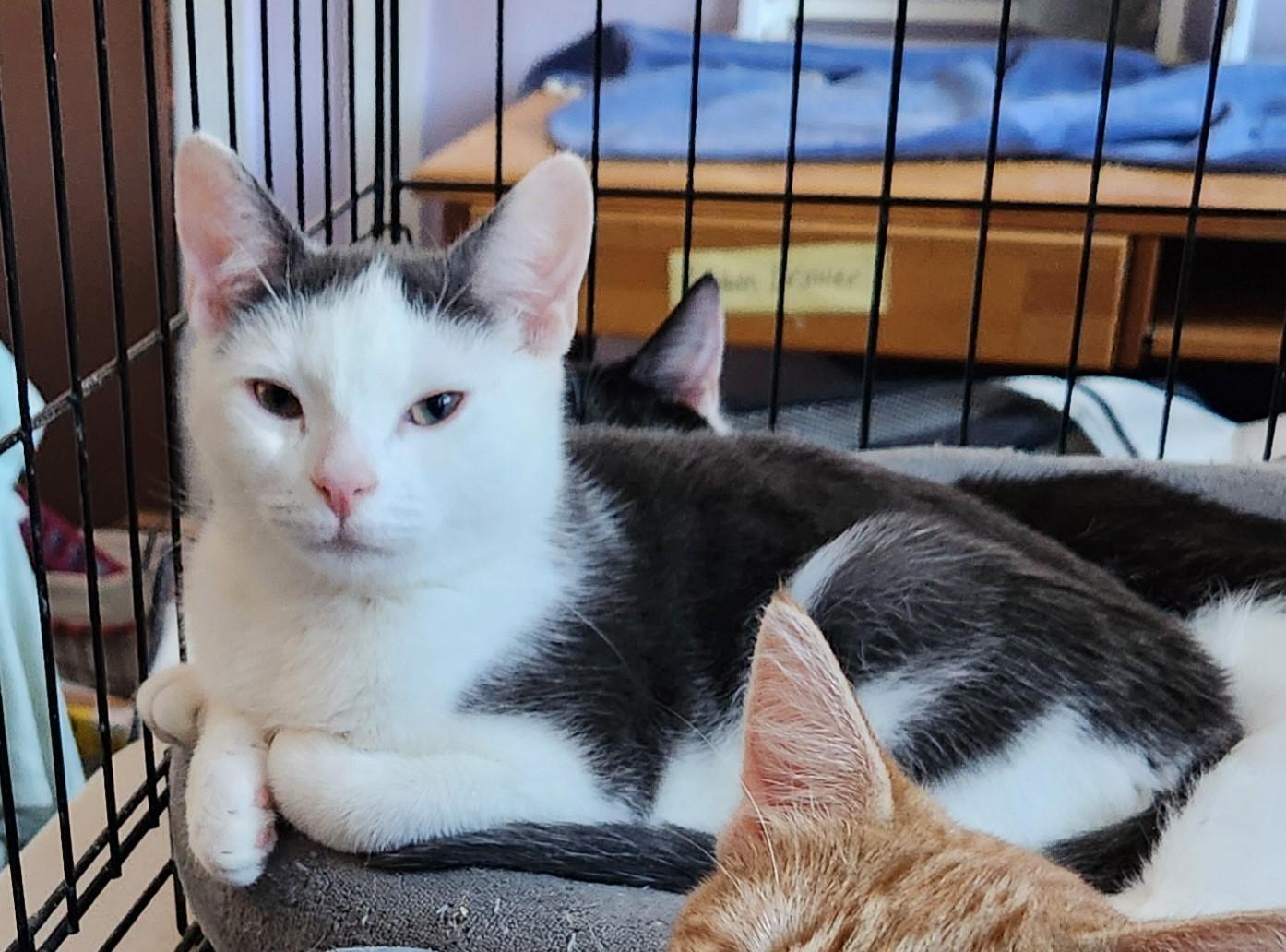 Chris, Adoptable, Young Male Domestic Short Hair.