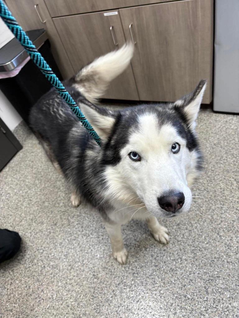 Hastings, Adoptable, Young Male Husky.