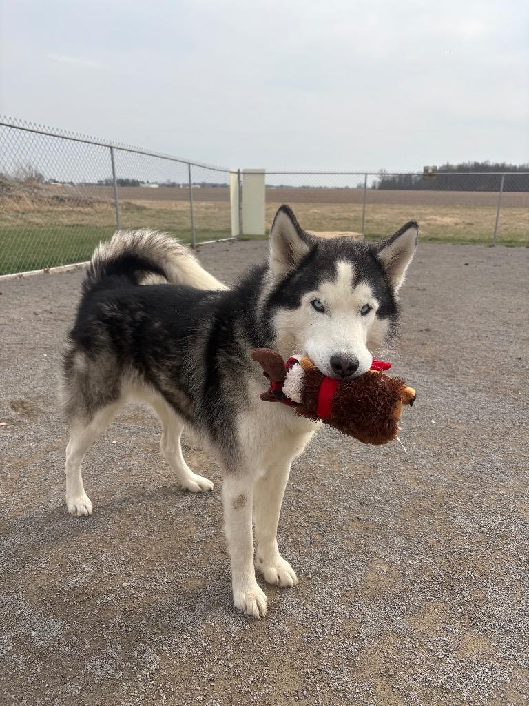 Enlarge Hastings, a Adoptable Husky in Van Wert, OH image 2/2
