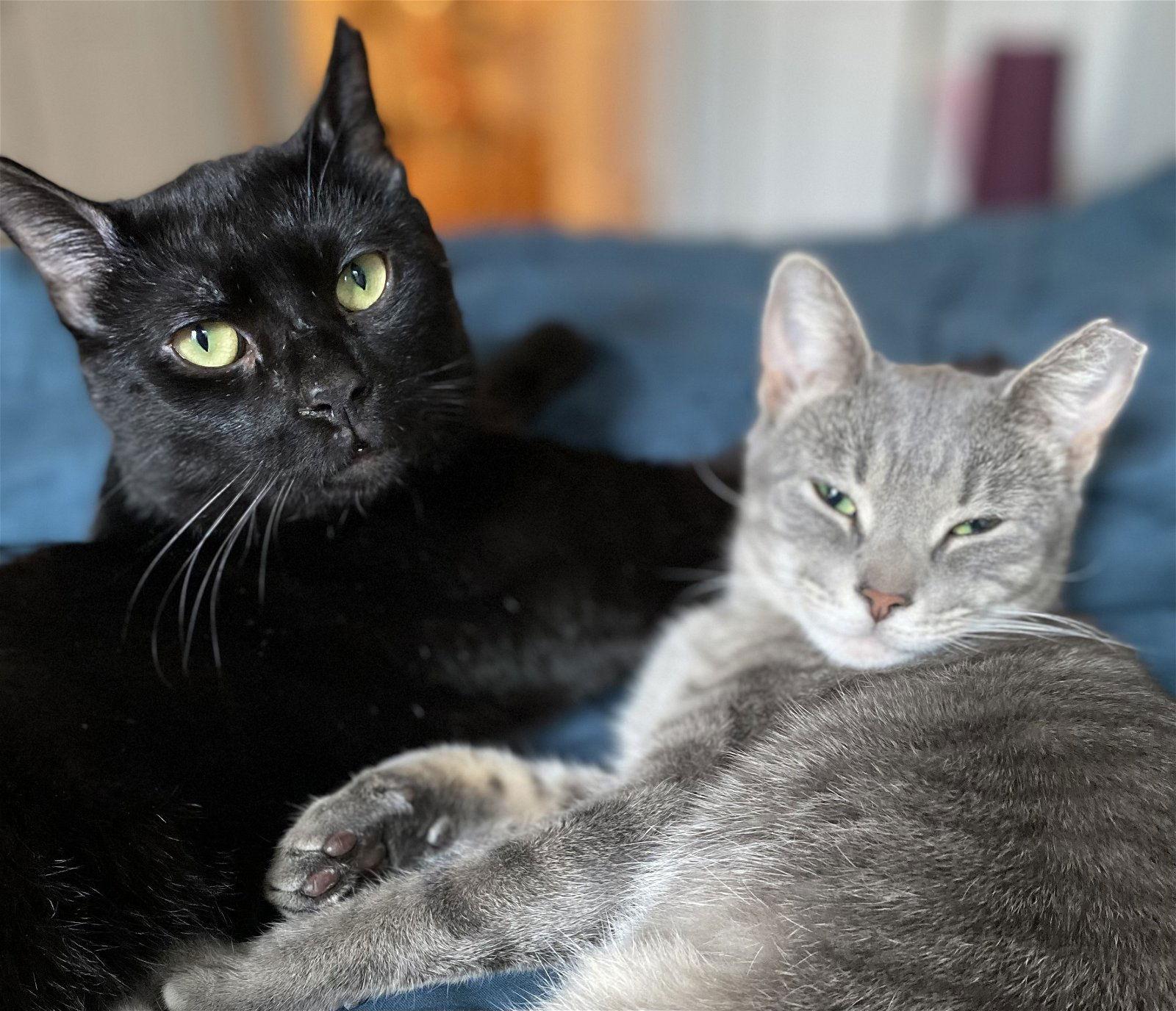 Cosmo And Luna thumbnail 2