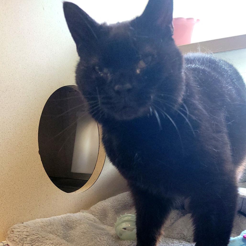 Cinco, a Adoptable mixed breed in Ridgely, MD image 2/4