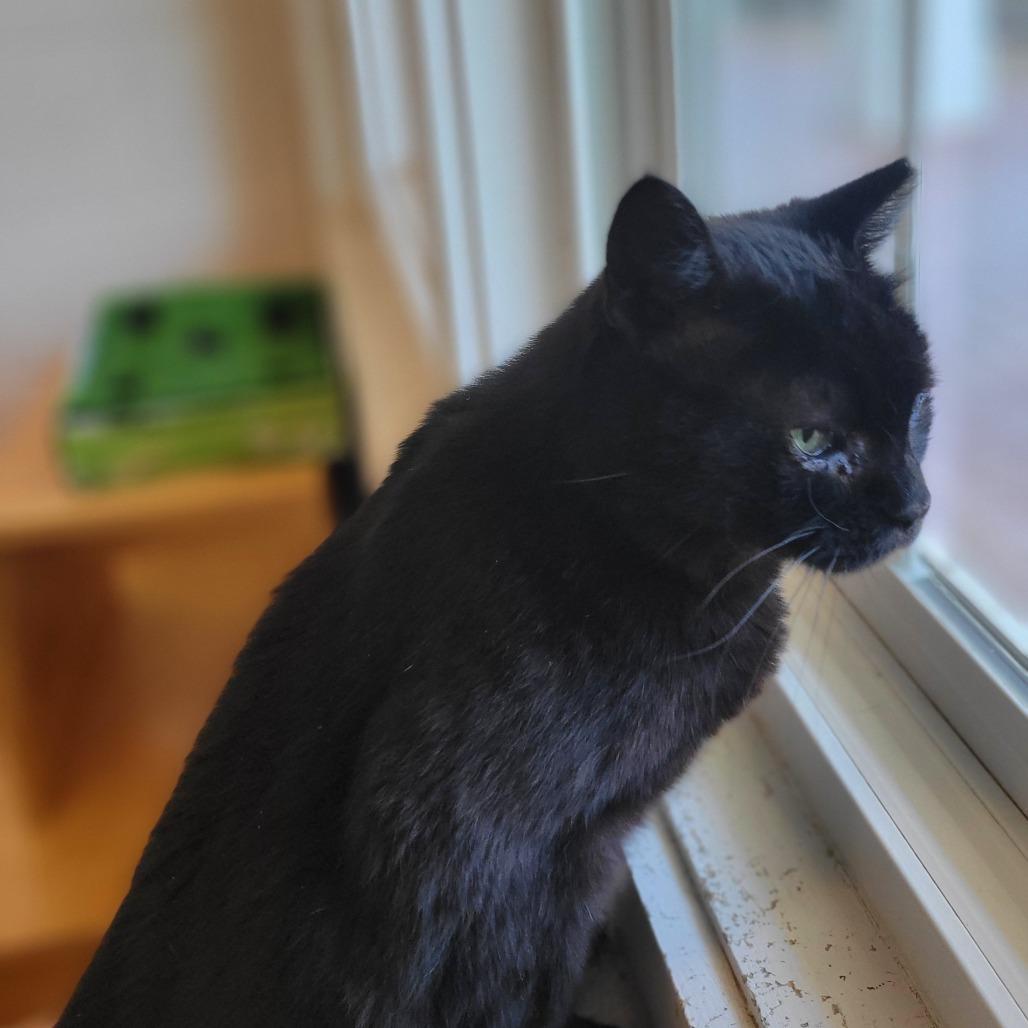 Cinco, a Adoptable mixed breed in Ridgely, MD image 3/4