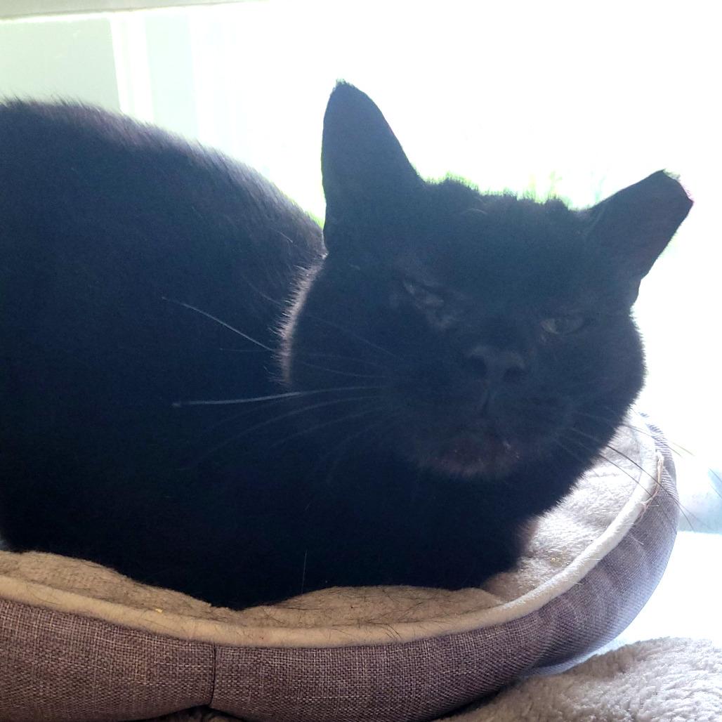 Cinco, a Adoptable mixed breed in Ridgely, MD image 4/4