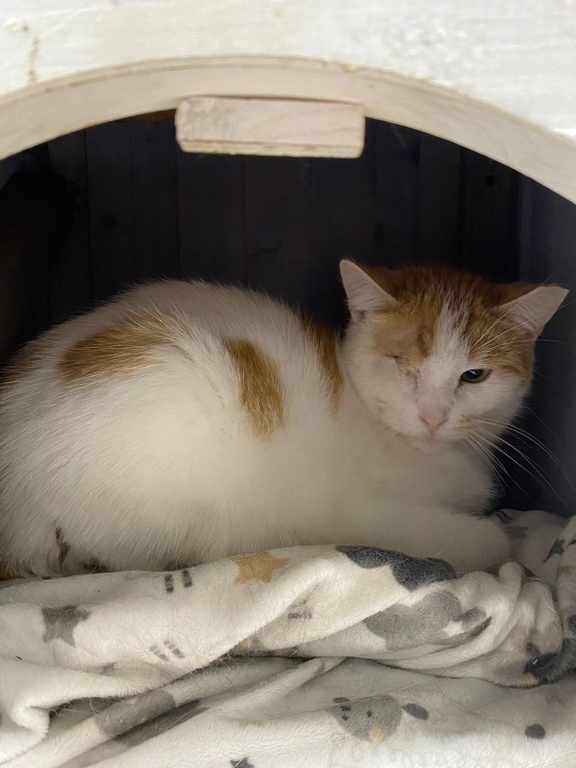 Karl, an adoptable Domestic Short Hair in New Richmond, WI_image-1