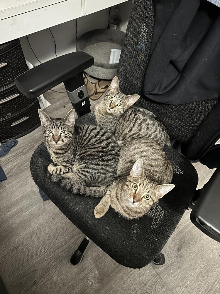 Chris, Adoptable, Young Male Tabby.