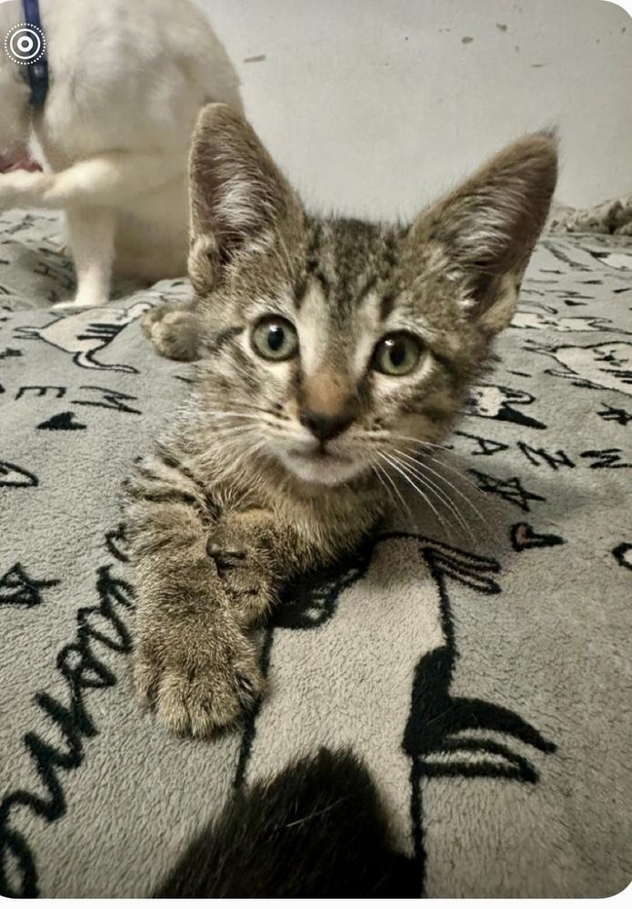 Chris, Adoptable, Kitten Male Tabby.