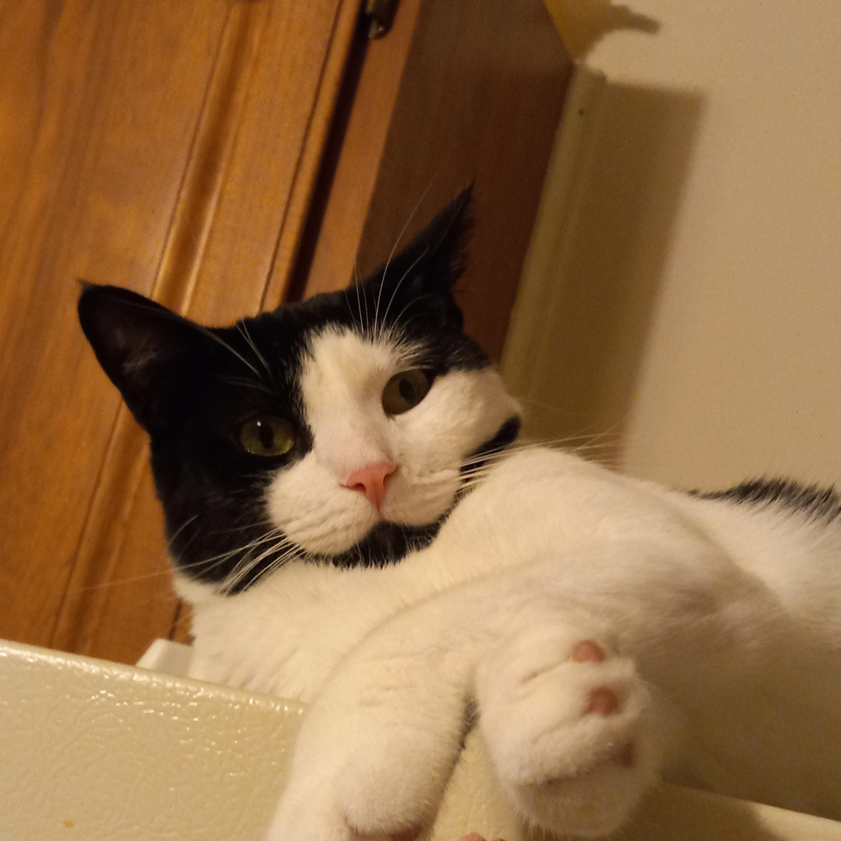 James & Oreo, Adoptable, Young Male Domestic Short Hair.