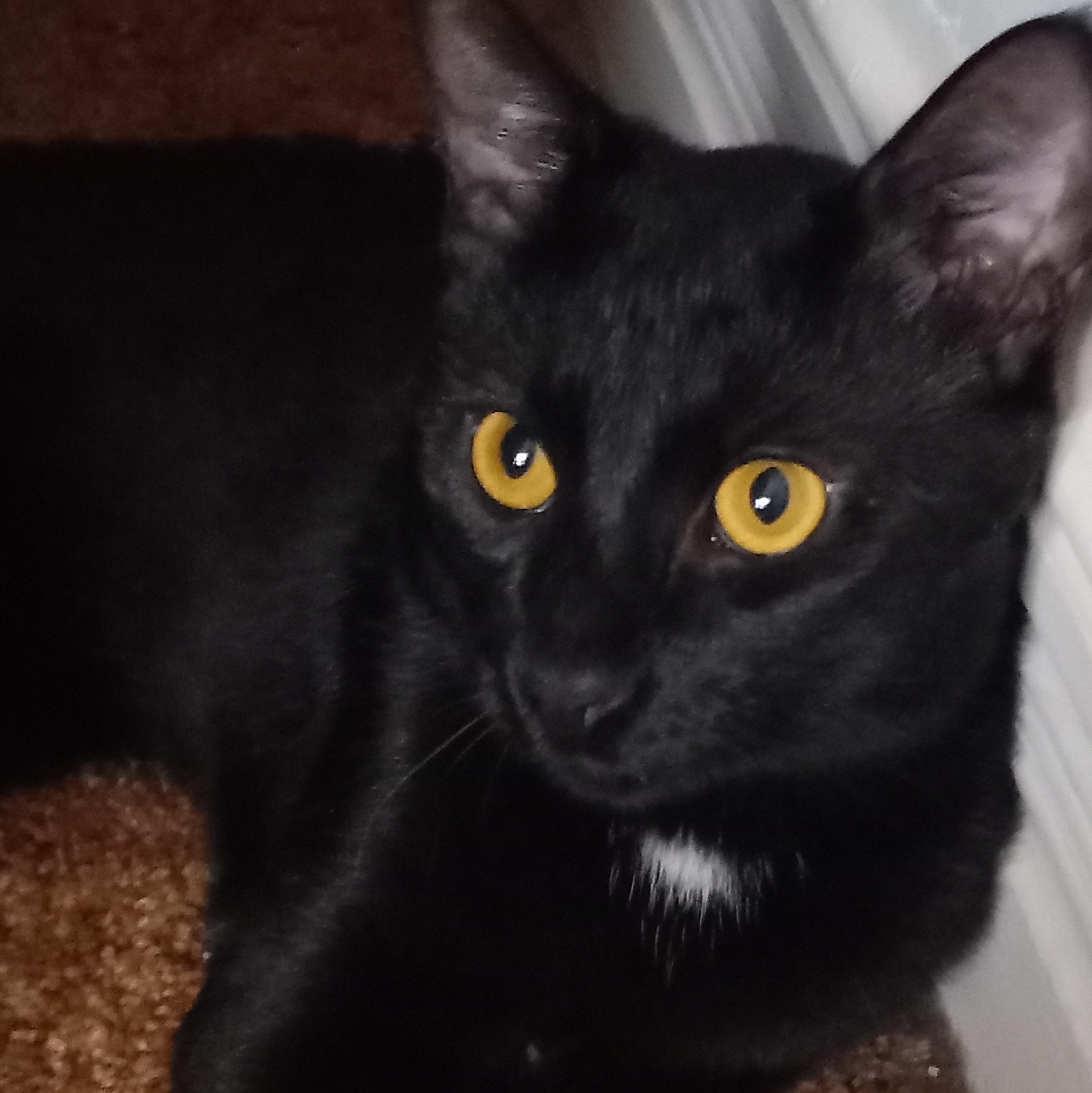 James & Oreo, a Adoptable mixed breed in Schenectady, NY image 2/5