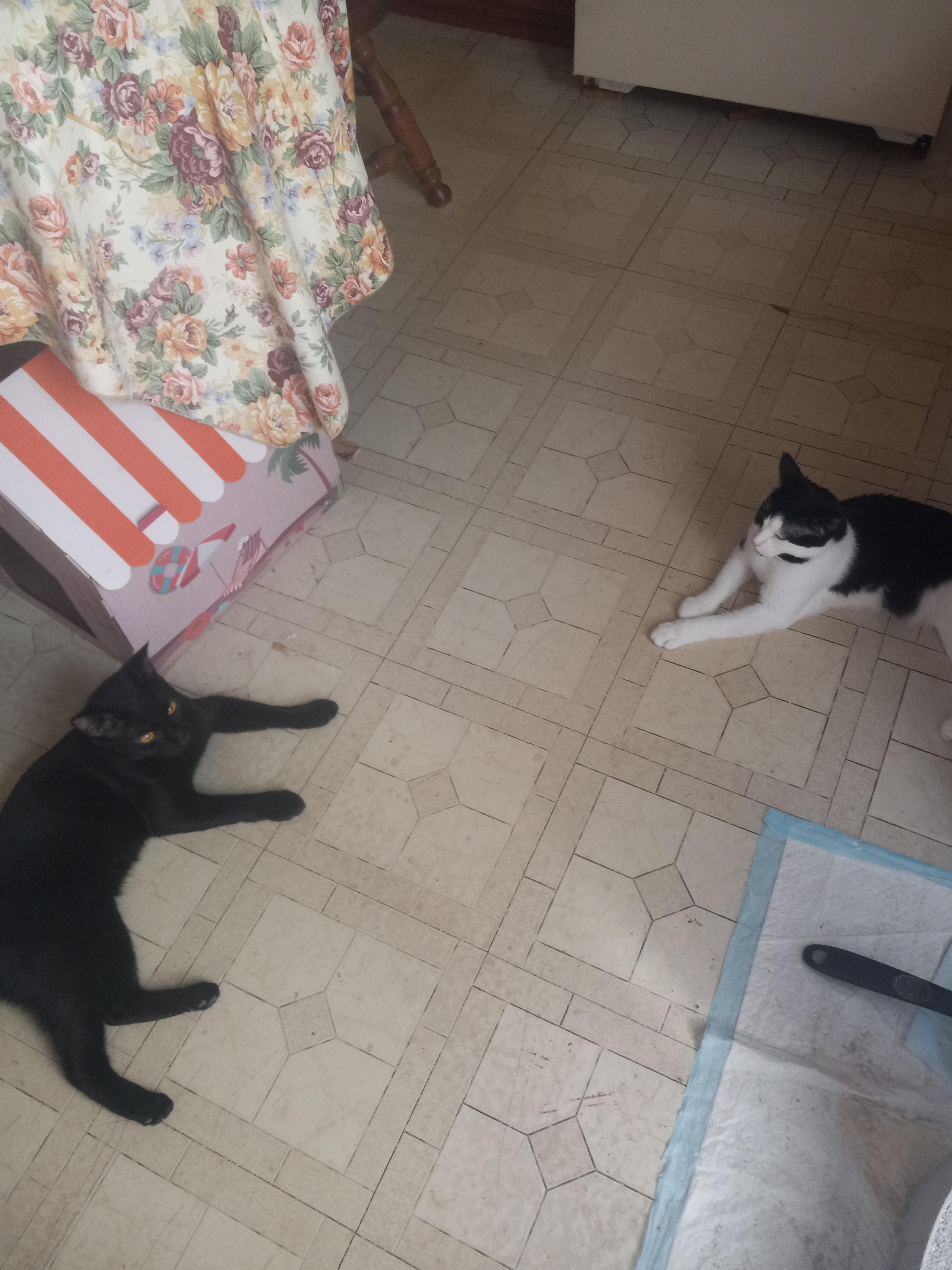 James & Oreo, a Adoptable mixed breed in Schenectady, NY image 3/5