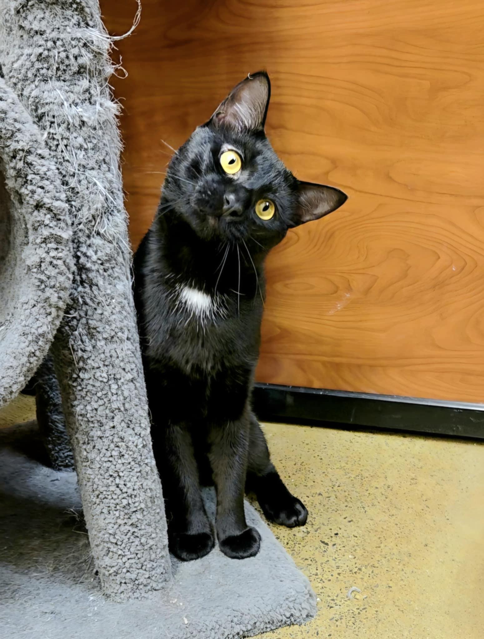 James & Oreo, a Adoptable mixed breed in Schenectady, NY image 4/5