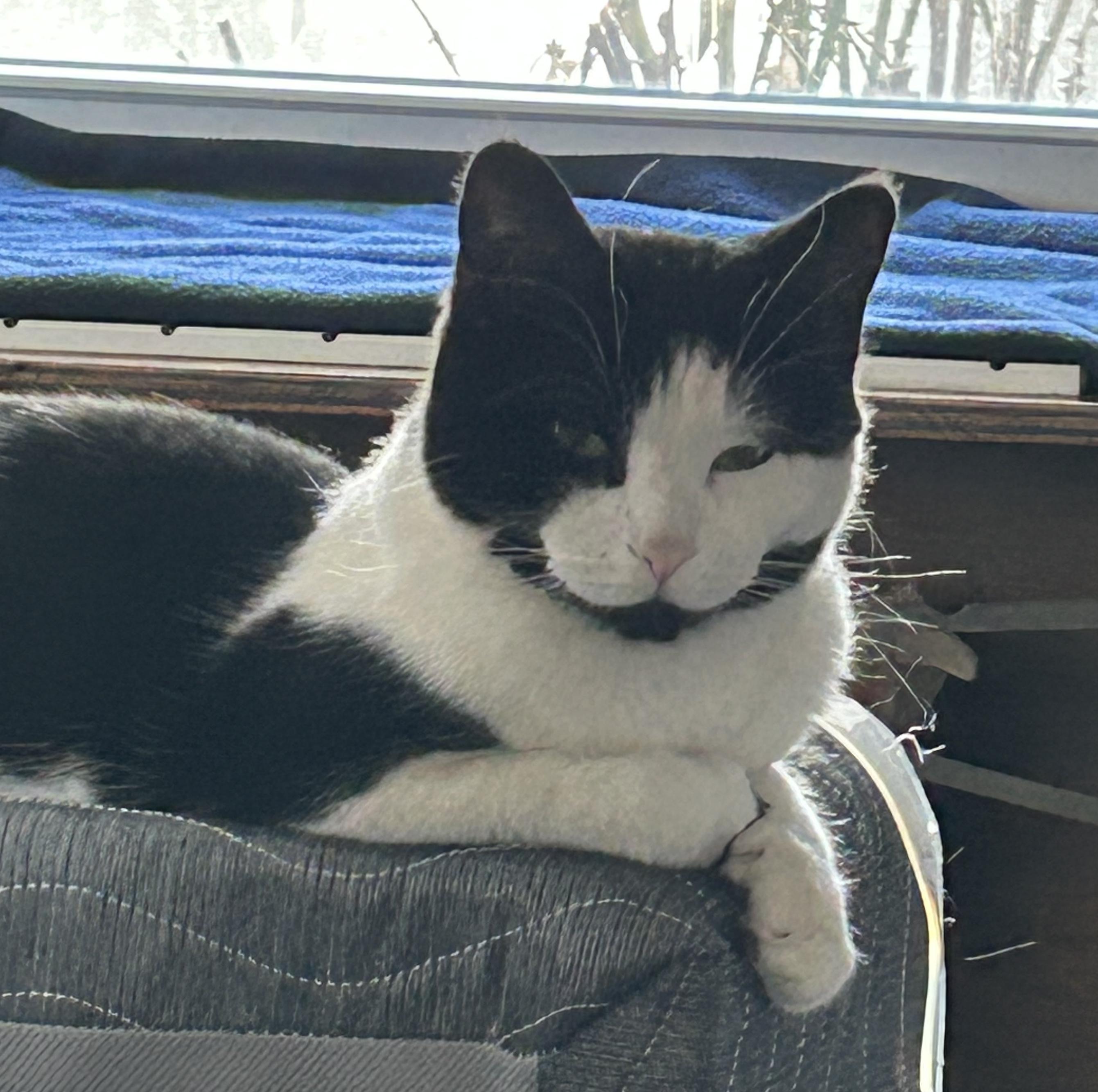 James & Oreo, a Adoptable mixed breed in Schenectady, NY image 5/5