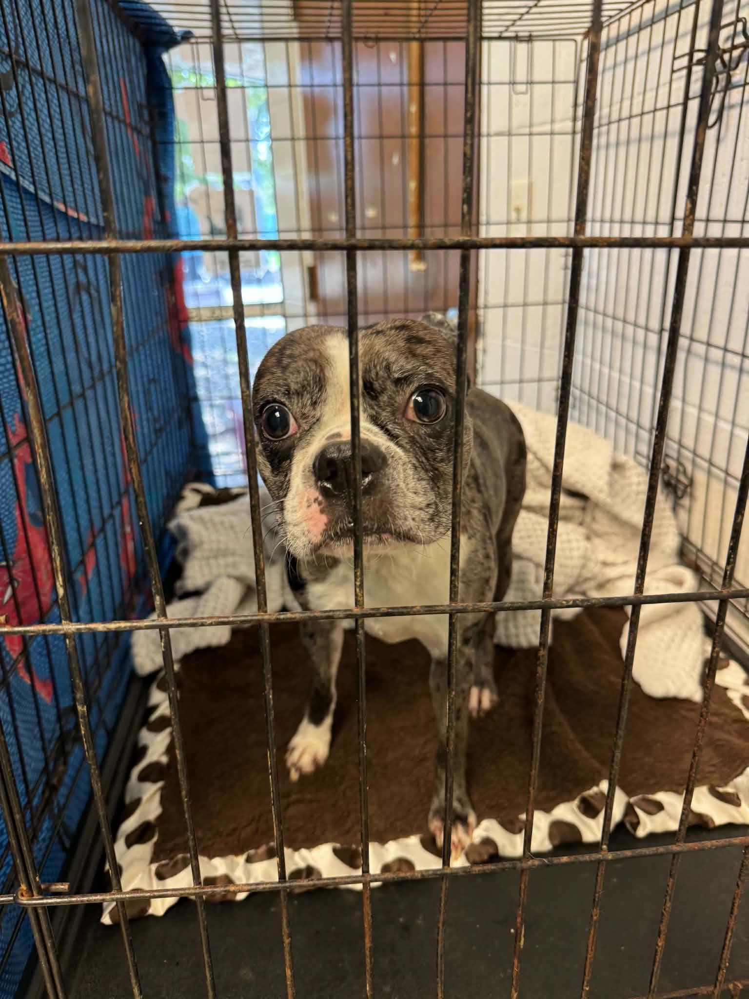 Enlarge Allie, an adopted mixed breed in Anderson, IN image 2/3