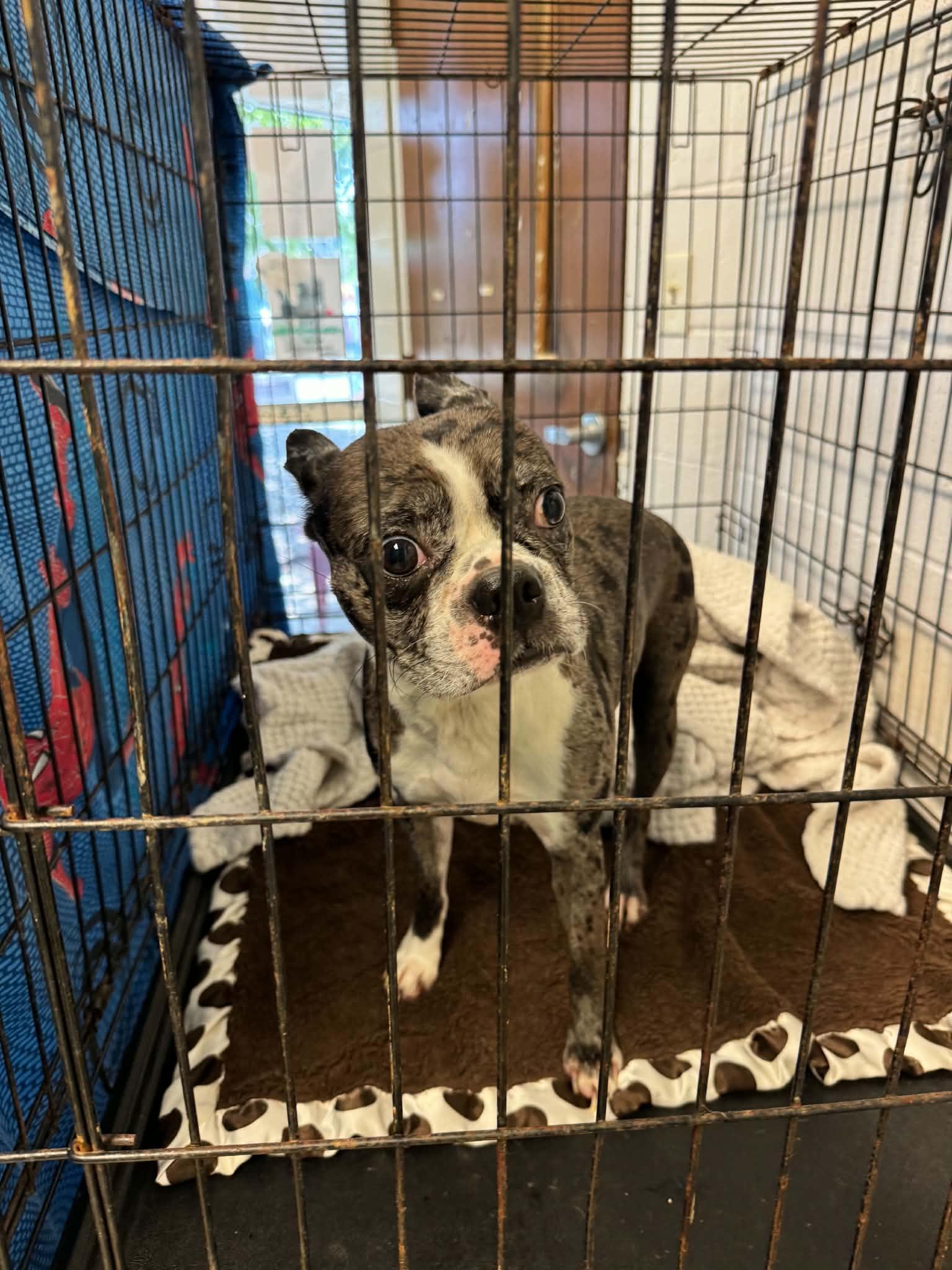 Enlarge Allie, an adopted mixed breed in Anderson, IN image 3/3