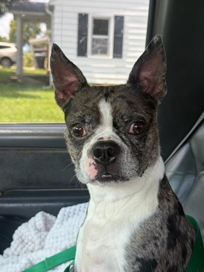 Enlarge Allie, an adopted mixed breed in Anderson, IN image 1/3