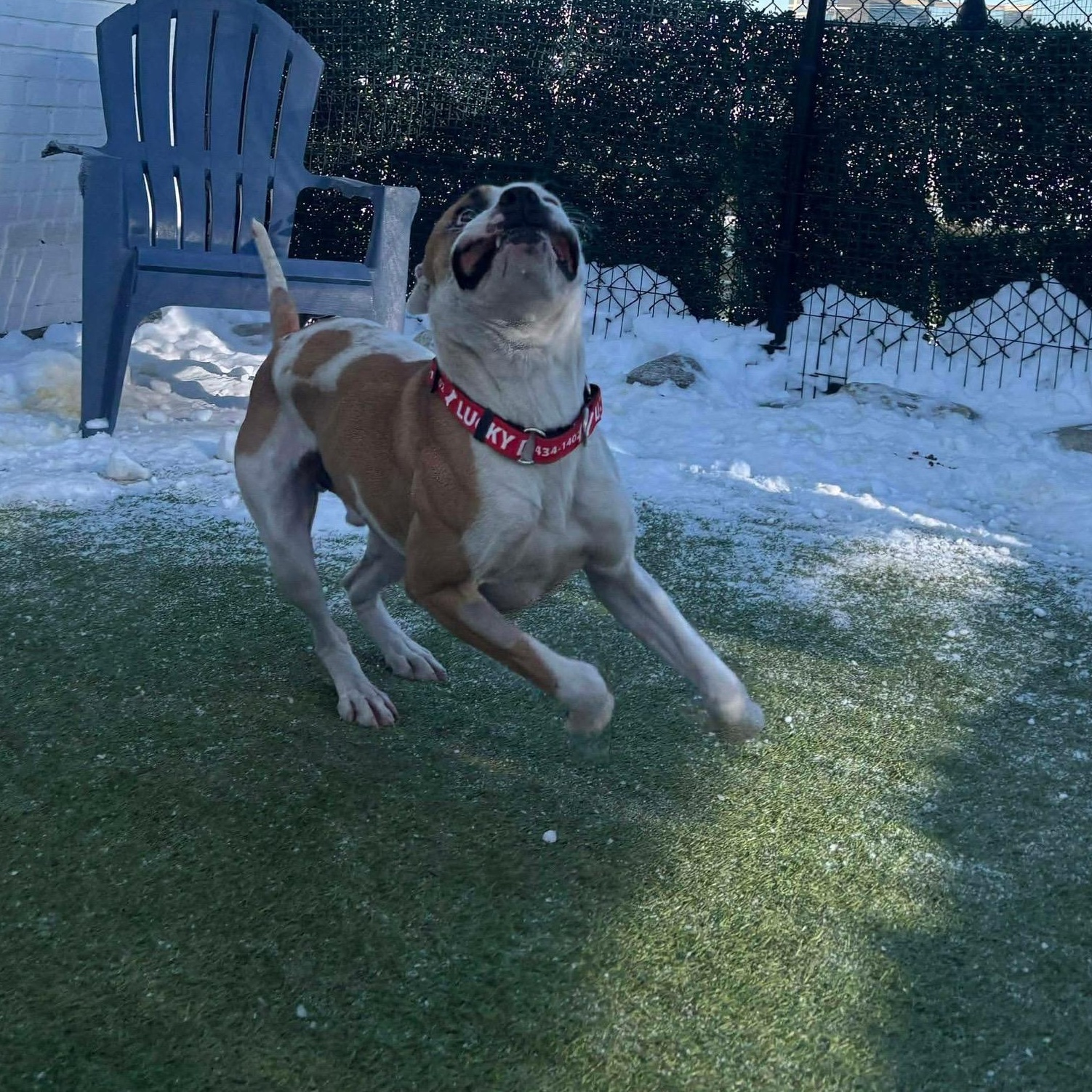 Enlarge Yukon Cornelius , a ADOPTABLE mixed breed in Stamford, CT image 2/6