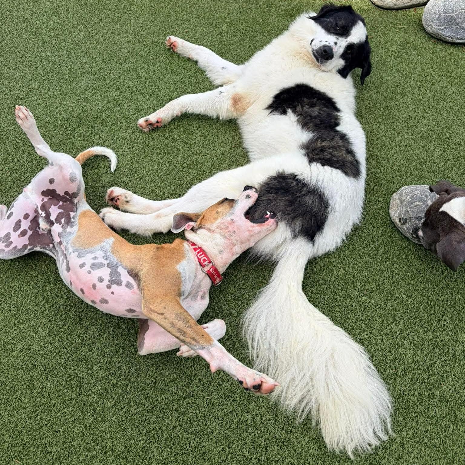 Yukon Cornelius , a ADOPTABLE mixed breed in Stamford, CT image 4/5