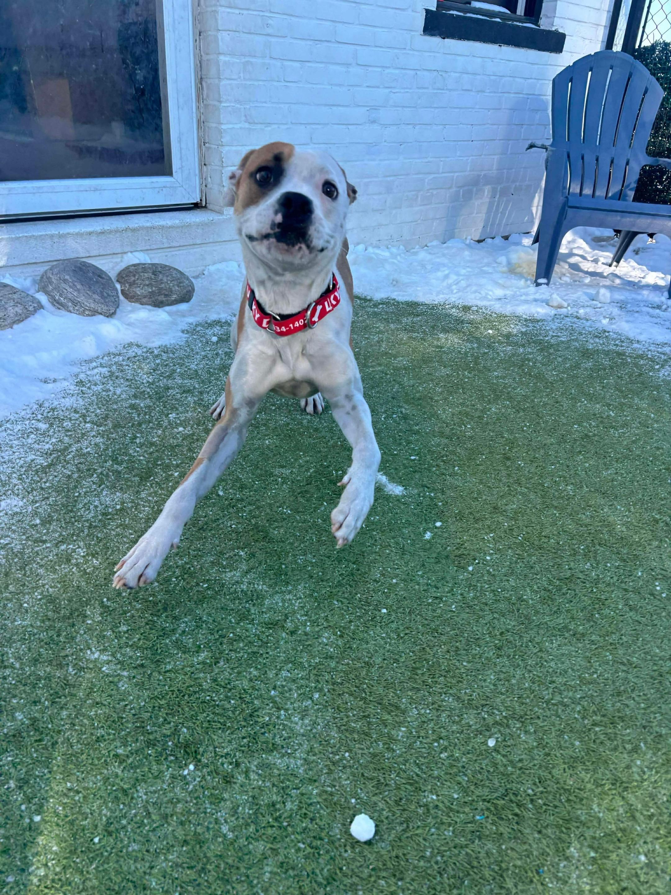 Enlarge Yukon Cornelius , a ADOPTABLE mixed breed in Stamford, CT image 5/6