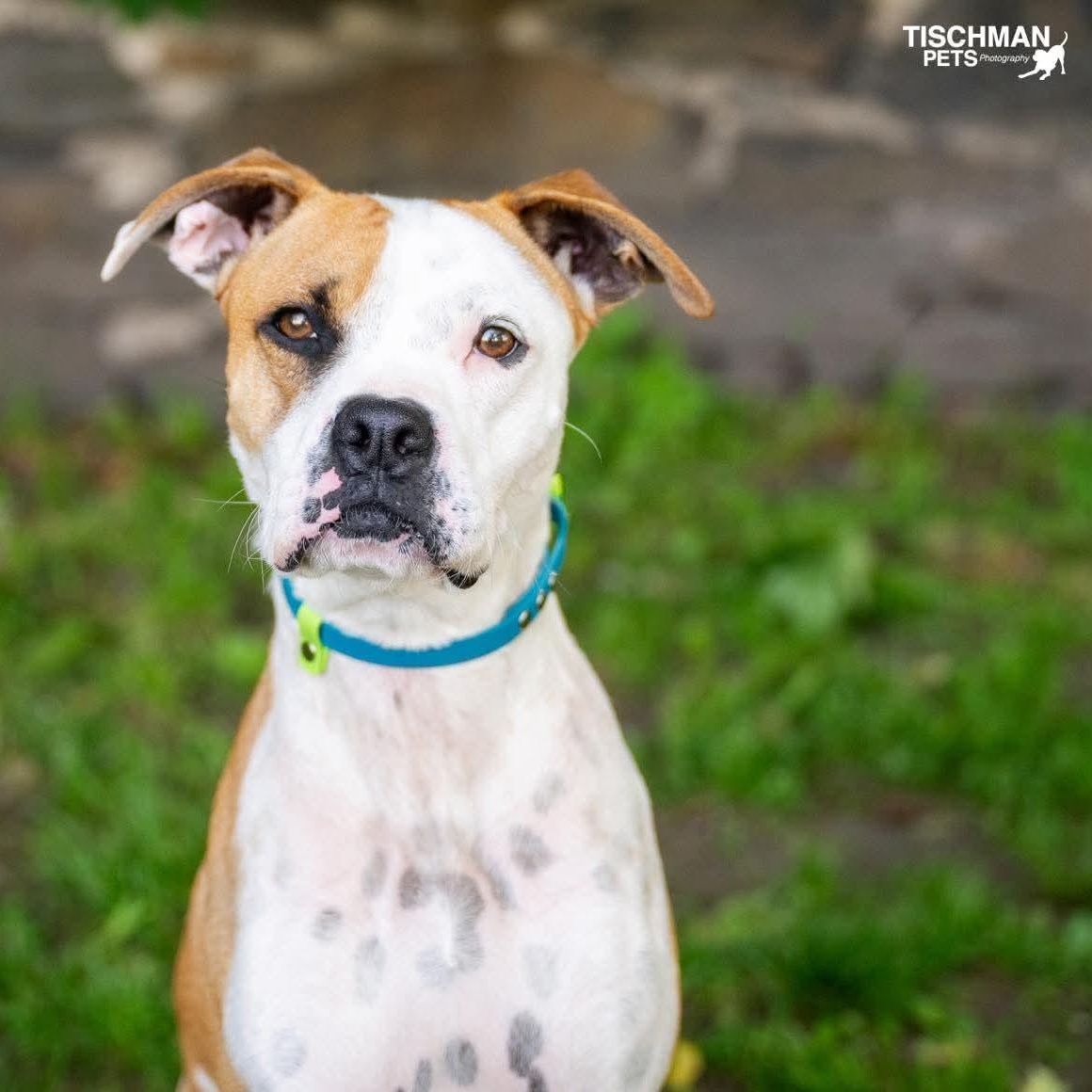 Yukon Cornelius , a ADOPTABLE mixed breed in Stamford, CT image 2/5