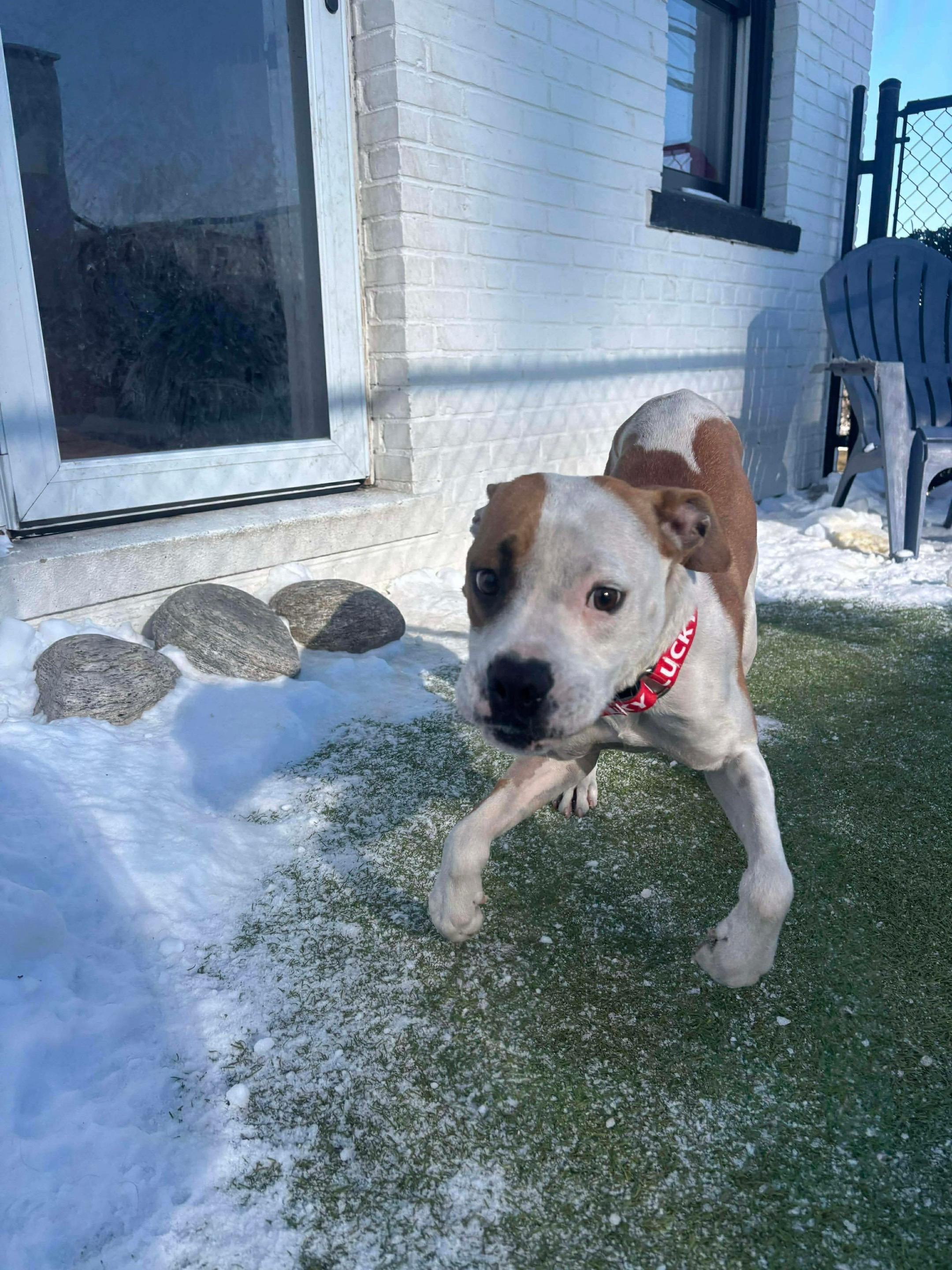 Enlarge Yukon Cornelius , a ADOPTABLE mixed breed in Stamford, CT image 6/6
