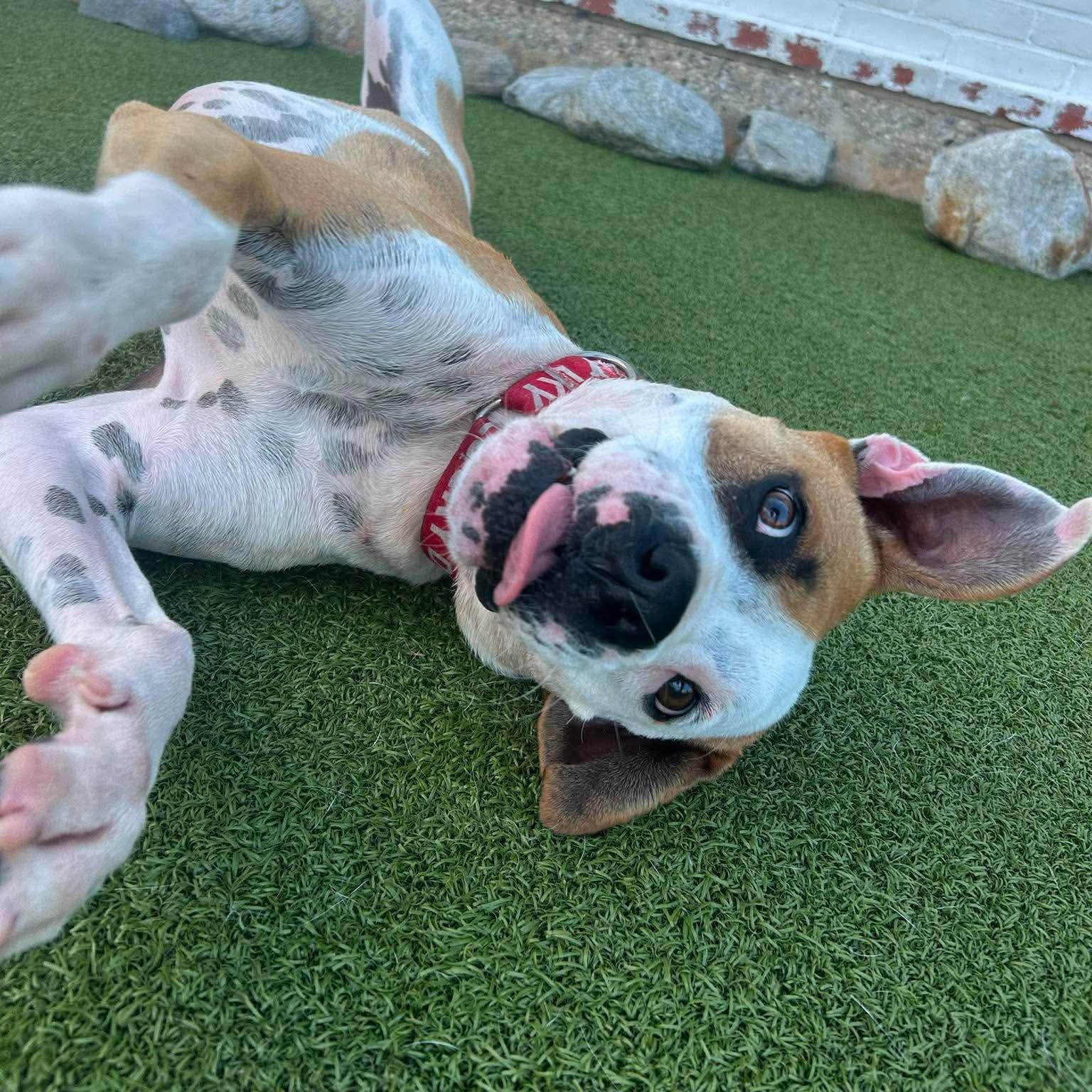 Yukon Cornelius , a ADOPTABLE mixed breed in Stamford, CT image 3/5