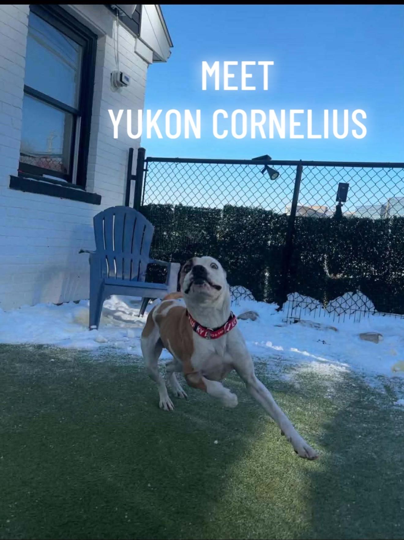 Enlarge Yukon Cornelius , a ADOPTABLE mixed breed in Stamford, CT image 1/6