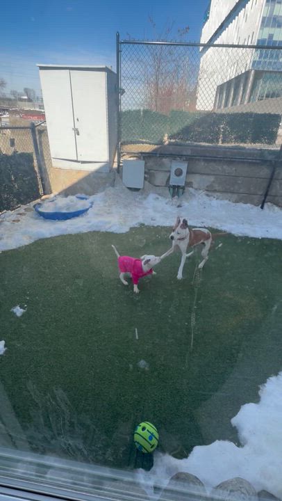 Enlarge Yukon Cornelius , a ADOPTABLE mixed breed in Stamford, CT video 4/6