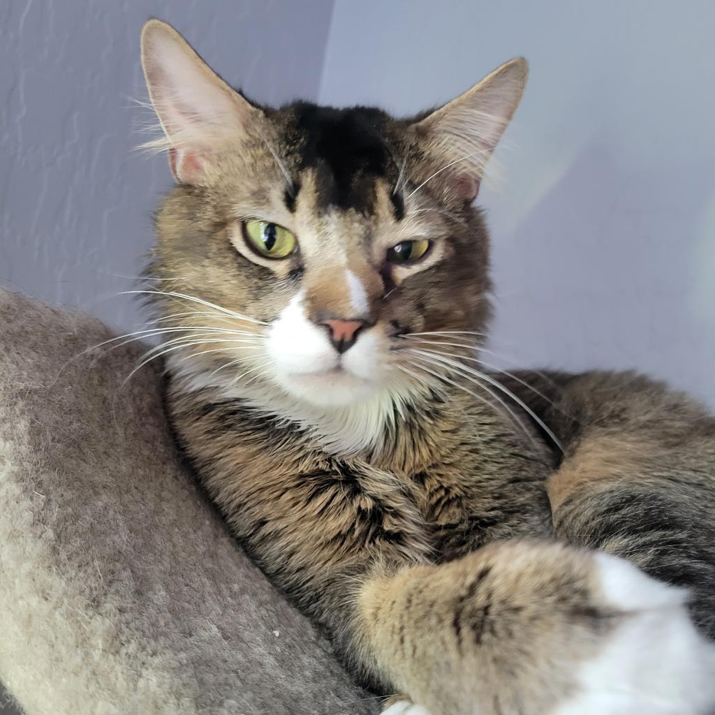 Enlarge Wally, a Adoptable Domestic Medium Hair in Las Vegas, NV image 1/6
