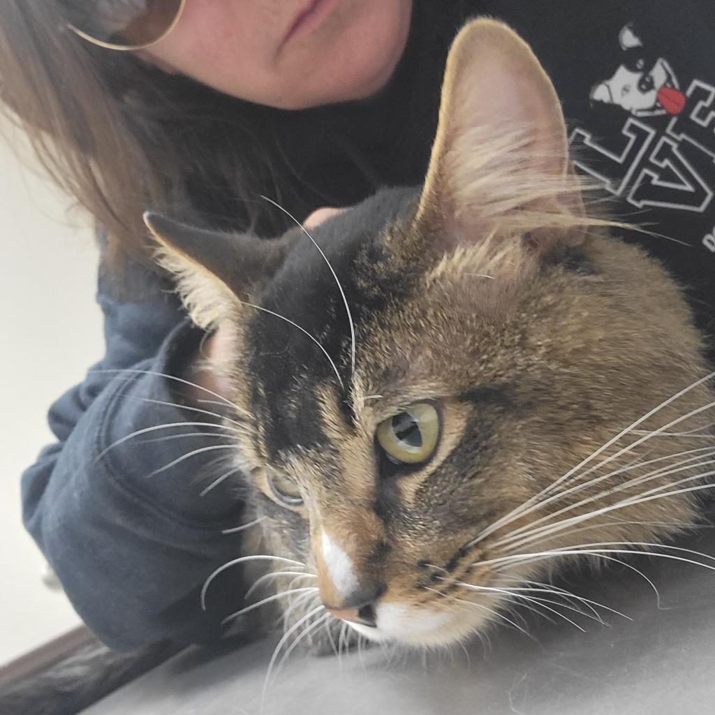 Enlarge Wally, a Adoptable Domestic Medium Hair in Las Vegas, NV image 2/6