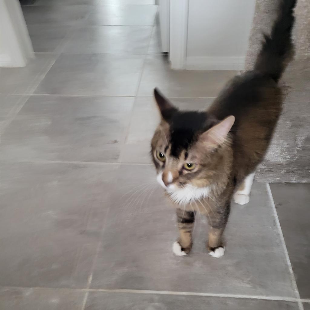 Enlarge Wally, a Adoptable Domestic Medium Hair in Las Vegas, NV image 3/6