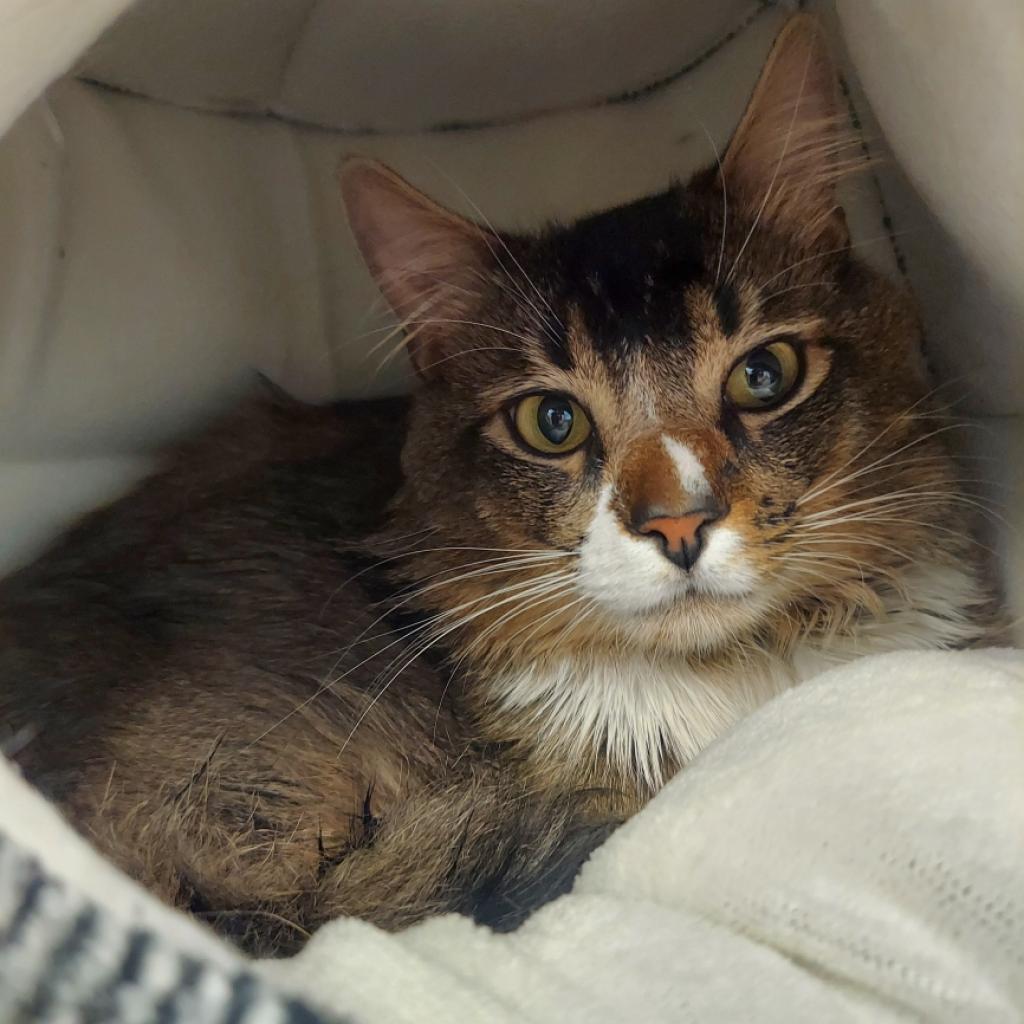 Enlarge Wally, a Adoptable Domestic Medium Hair in Las Vegas, NV image 4/6