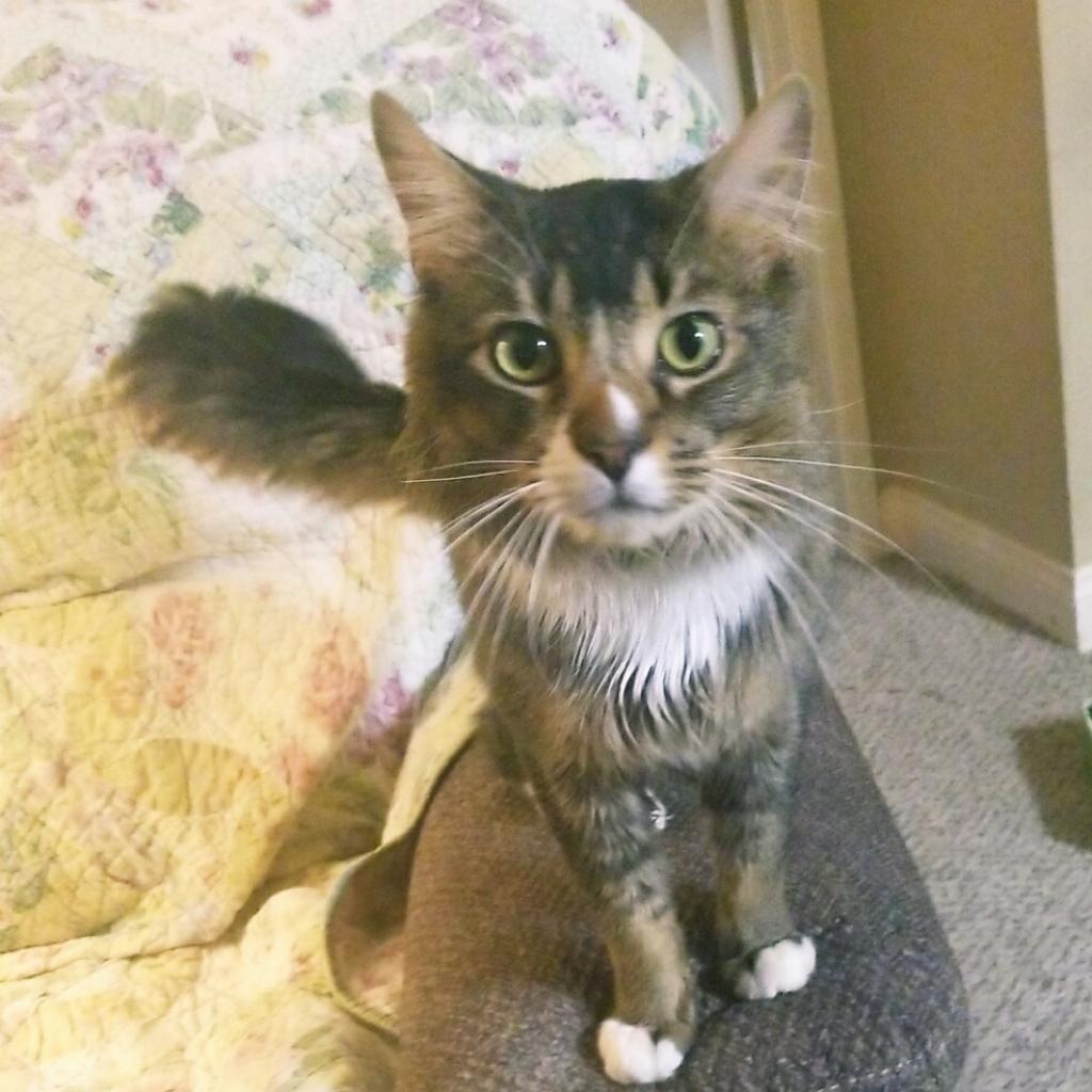 Enlarge Wally, a Adoptable Domestic Medium Hair in Las Vegas, NV image 6/6