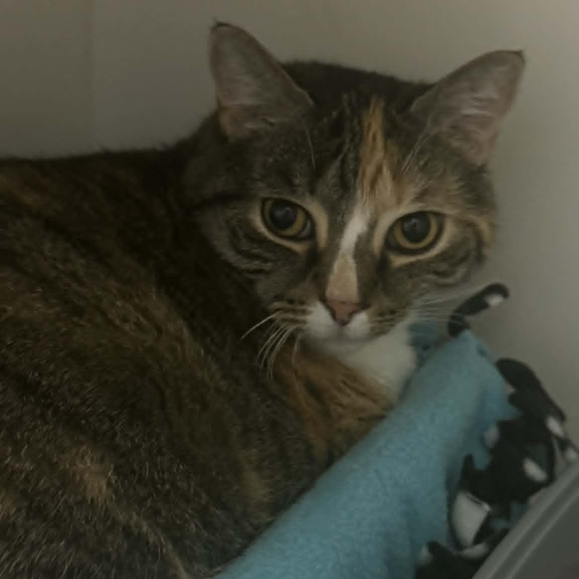 Enlarge Shiloh, a ADOPTABLE American Shorthair in Danbury, CT image 1/2