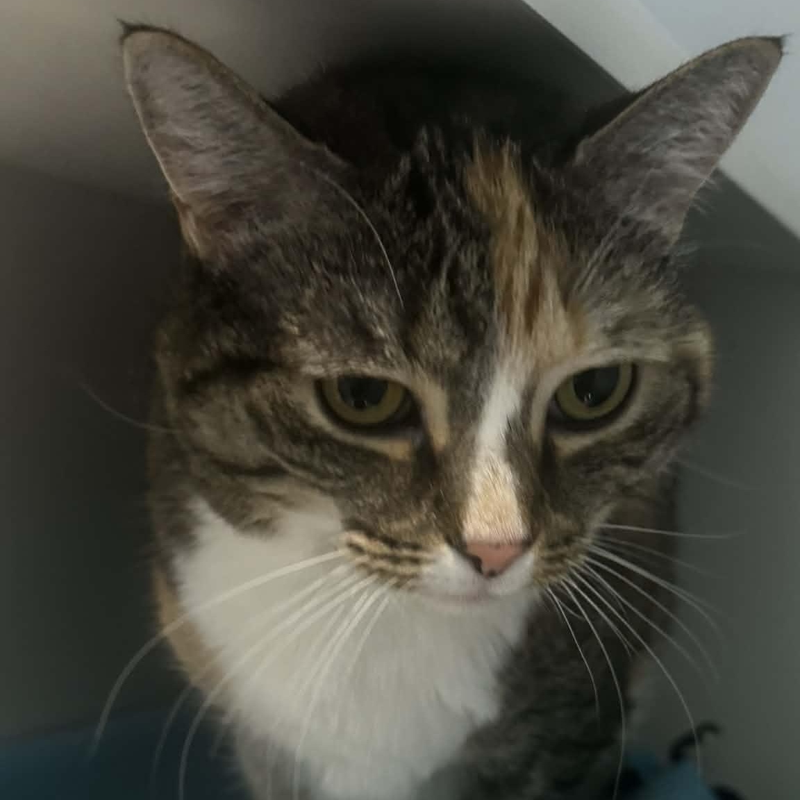 Enlarge Shiloh, a ADOPTABLE American Shorthair in Danbury, CT image 2/2