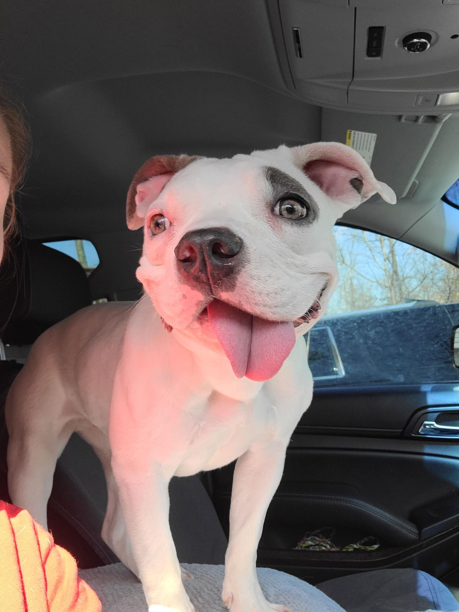 Enlarge Lulu, a Adoptable Terrier in Columbus, IN image 1/6